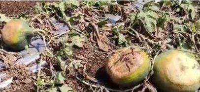 <p><span style="color: rgb(224, 62, 45);" data-mce-style="color: rgb(224, 62, 45);"><strong>સાયલાના ખેડૂતોની મહેનત પર ફરી વળ્યું પાણી....</strong></span>.મિનિ વાવાઝોડાએ તરબૂચની વાડીઓ કરી તહેસ-નહેસ</p>