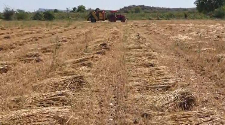 <p><span style="color: rgb(224, 62, 45);" data-mce-style="color: rgb(224, 62, 45);"><strong>"કેરીના મોર ખર્યા ને ખેડૂતોના હૈયા રડ્યા" : </strong></span>કચ્છ જિલ્લાના ખેડૂતોના મોઢે આવેલો કોળિયો કમોસમી વરસાદે છીનવ્યો, એરંડા, જીરું અને ઘઉંનો પાકને ભારે નુકશાન... </p>