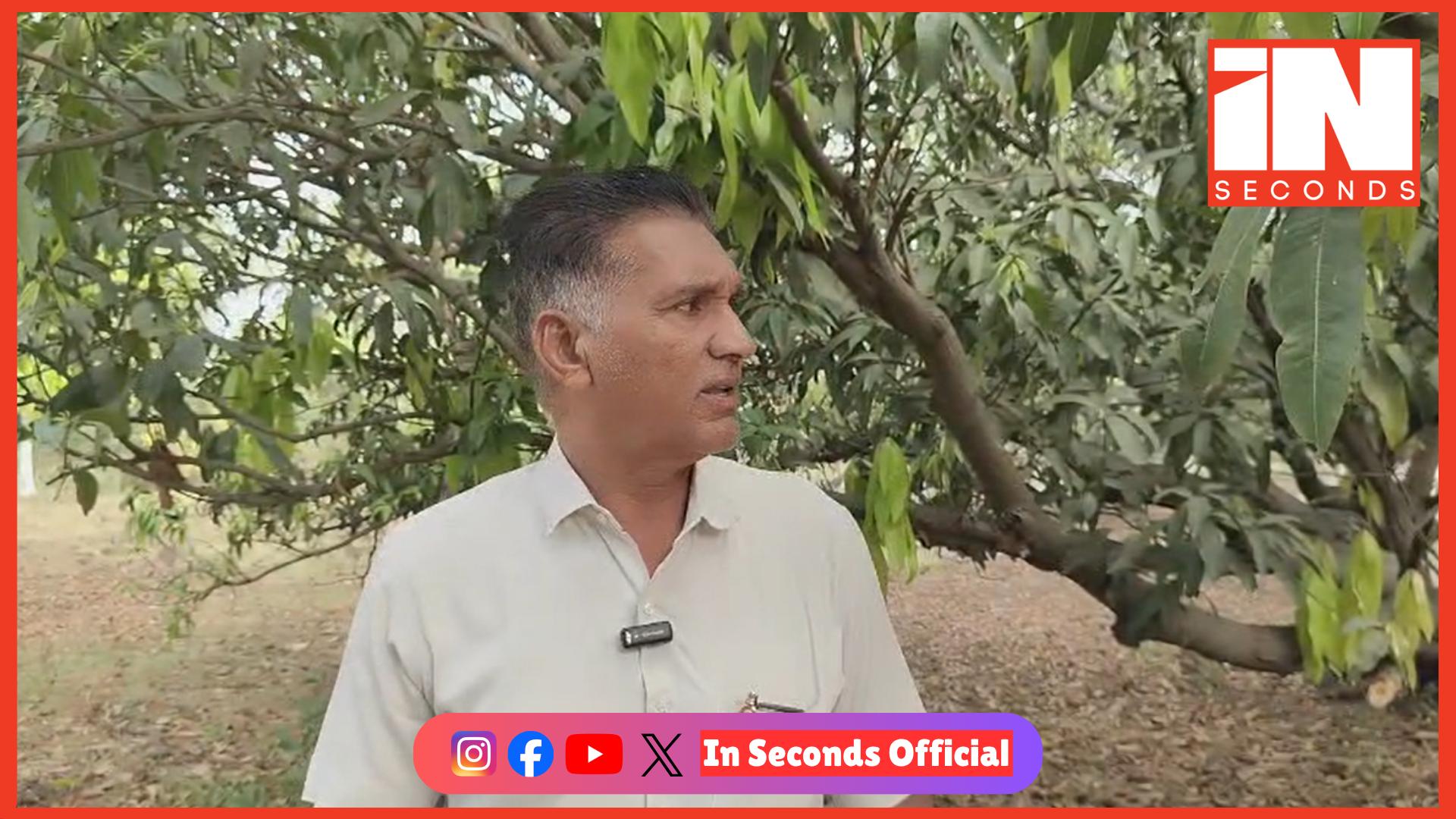 <p><strong><span style="color: rgb(224, 62, 45);" data-mce-style="color: rgb(224, 62, 45);">ભરૂચના અંકલેશ્વર અને હાંસોટમાં ભારે પવનથી આંબાવાડીઓમાં તારાજી:</span> કેરીના પાકને 80 ટકા નુકસાન</strong></p>