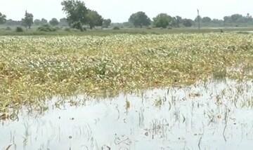 <p><strong>સુઈગામમાં કેનાલનું ગાબડું ખેડૂતો માટે આફત બન્યું: <span style="color: rgb(224, 62, 45);" data-mce-style="color: rgb(224, 62, 45);">કોરેટી પાસે પાક જળમગ્ન થતા લાખોનું નુકસાન</span></strong></p>