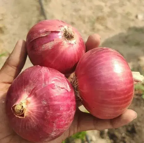 <p><span style="color: rgb(224, 62, 45);" data-mce-style="color: rgb(224, 62, 45);"><strong>ખિસ્સામાં રાખેલી એક નાની ડુંગળી બચાવશે ‘લૂ’ થી......</strong></span>જાણો ઉનાળામાં ગરમી સામે રક્ષણ મેળવવાનો આ દેશી નુસખો</p>