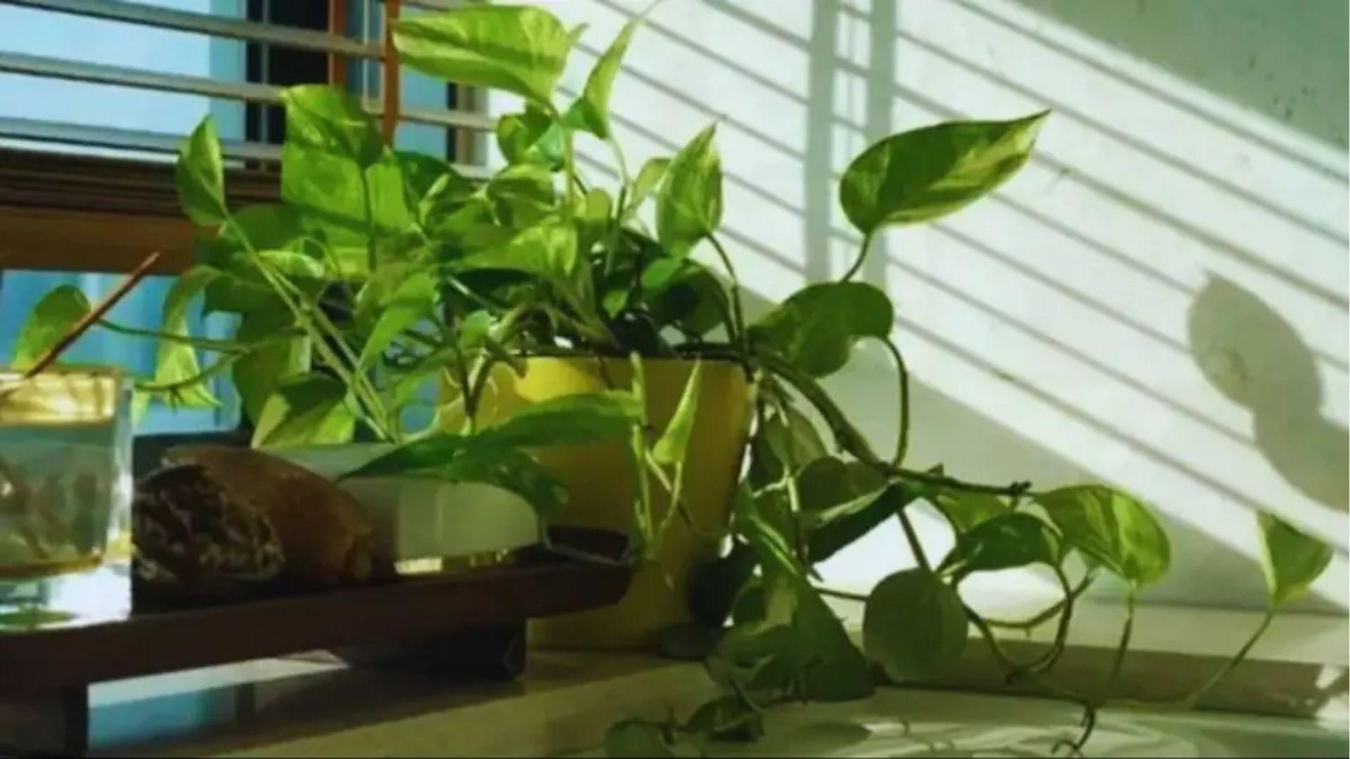 <p><span style="color: rgb(224, 62, 45);" data-mce-style="color: rgb(224, 62, 45);">ફકીરને પણ ધનવાન બનાવી દે છે ઘરની આ દિશામાં રાખેલો મનીપ્લાન્ટ</span>, બસ આ 4 ભૂલો ન કરો</p>