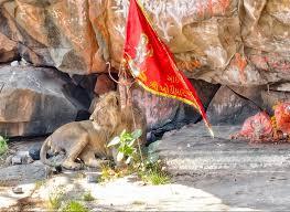 <p><strong><span style="color: rgb(224, 62, 45);">શેત્રુંજય પર્વત પર અદ્ભુત નજારો: </span>માતાજીના મંદિરમાં દર્શનાર્થે પહોચ્યો સાવજ</strong></p>