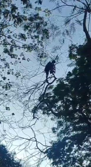 <p>સુરત : <span style="color: rgb(224, 62, 45);" data-mce-style="color: rgb(224, 62, 45);"><strong>નવી સિવિલ હોસ્પિટલ પાસે યુવકે ઝાડ પર ચડી મચાવી ધમાચકડી, </strong></span>ફાયર બ્રિગેડે ભારે જહેમત બાદ કર્યું રેસ્ક્યુ... </p>