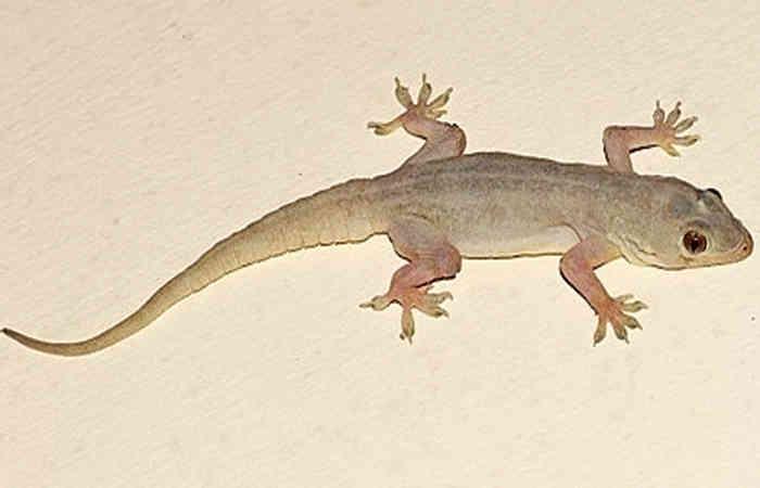 <p><span style="color: rgb(224, 62, 45);" data-mce-style="color: rgb(224, 62, 45);"><strong>ગરોળીના ત્રાસથી છો પરેશાન? </strong></span>મોંઘી સ્પ્રેની જરૂર નથી, આ વસ્તુઓ જ છે કાફી</p>