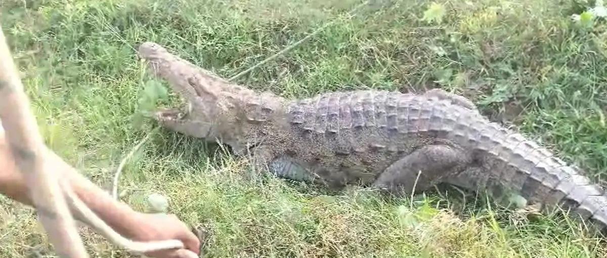 <p><span style="color: rgb(224, 62, 45);" data-mce-style="color: rgb(224, 62, 45);"><strong>ખૌફનાક! </strong></span>વડોદરાના પાદરામાંન 9 ફૂટનો વિશાળ મગર ઘૂસી આવતા મચી દોડધામ</p>