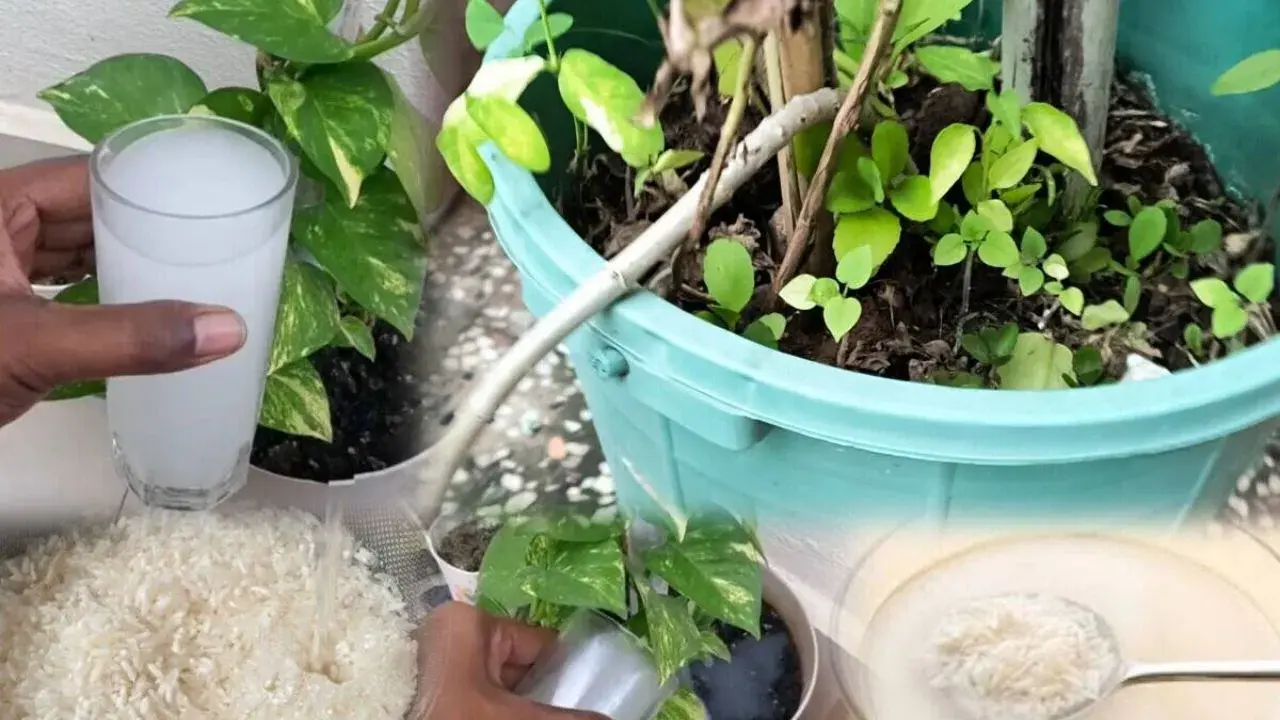 <p><span style="color: rgb(224, 62, 45);" data-mce-style="color: rgb(224, 62, 45);"><strong>શું તમે પણ રસોડાનો કચરો ફેંકી દો છો? થોભો!</strong></span> <span style="color: rgb(0, 0, 0);" data-mce-style="color: rgb(0, 0, 0);">આ ટ્રિકથી તમારા બગીચામાં આવશે ફૂલોની બહાર</span></p>