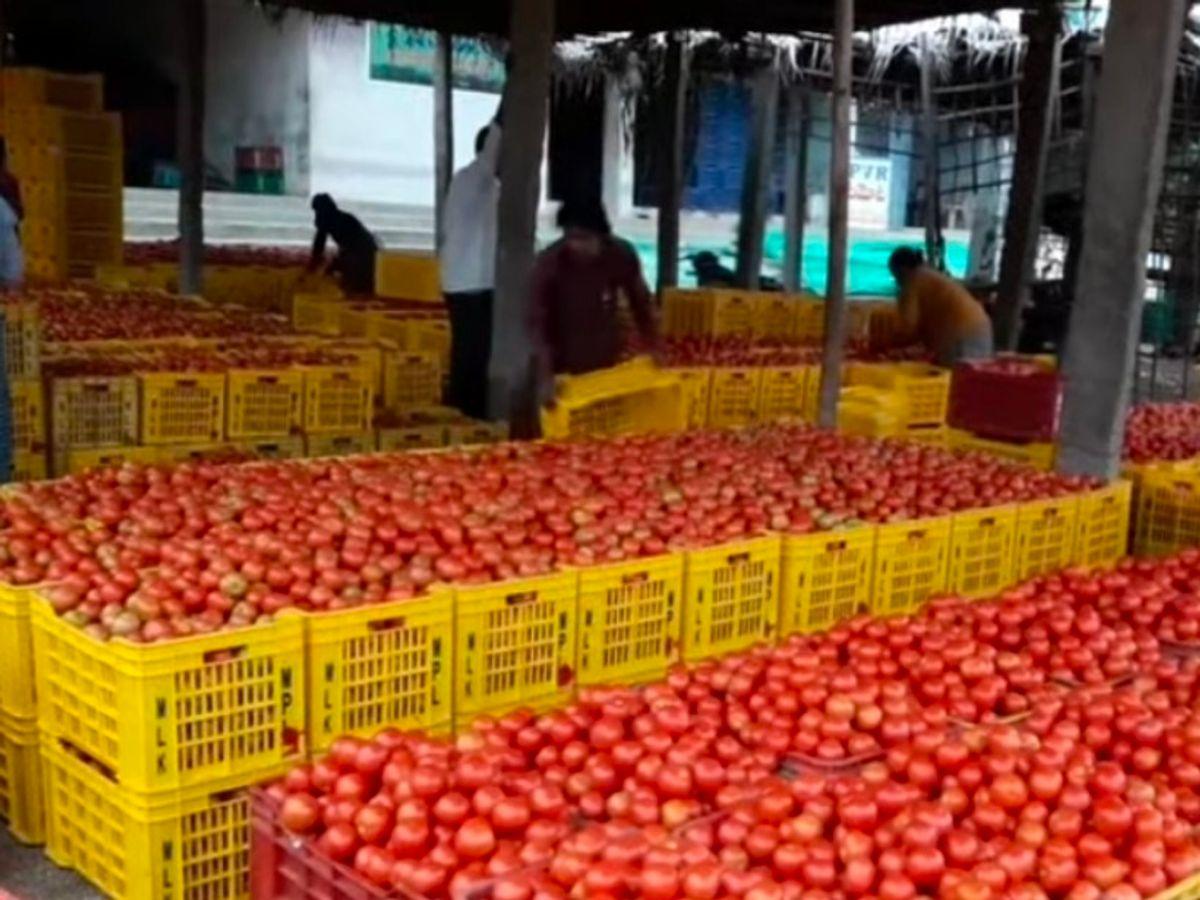 <p>શું આ જ છે ખેતીની હાલત? <span style="color: rgb(224, 62, 45);" data-mce-style="color: rgb(224, 62, 45);"><strong>6 રૂપિયે કિલો ટામેટા વેચીને પરિવાર કેમ ચલાવવો? </strong></span>છોટાઉદેપુરના ખેડૂતોનો આર્તનાદ</p>