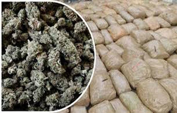 <p><span style="color: rgb(224, 62, 45);" data-mce-style="color: rgb(224, 62, 45);"><strong>બાતમીના આધારે તવાઈ: </strong></span>ધ્રાંગધ્રા પાસે 9.810 કિલો ગાંજો ઝડપાયો, ચાર શખ્સો વિરુદ્ધ ગુનો દાખલ</p>