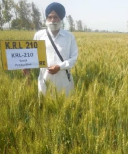 <p><span style="color: rgb(224, 62, 45);" data-mce-style="color: rgb(224, 62, 45);"><strong>"ખારી જમીનમાં ખેતી કરી બમ્પર નફો મેળવ્યો" : </strong></span>કરનાલના આ ખેડૂતે ઘઉંની ખેતીથી સર્જ્યો મબલખ ઉત્પાદનનો નવો રેકોર્ડ...</p>