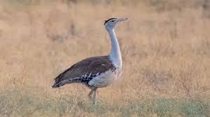 <p><strong><span style="color: rgb(224, 62, 45);" data-mce-style="color: rgb(224, 62, 45);">કચ્છમાં ગુંજશે ઘોરાડનો કલરવ: </span>'ઓપરેશન એગ ટ્રાન્સફર' દ્વારા 10 વર્ષ પછી નવો જન્મ</strong></p>