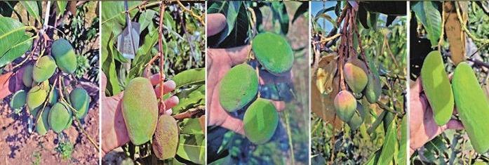 <p>વલસાડના ખેડૂતનો કમાલ: <span style="color: rgb(224, 62, 45);" data-mce-style="color: rgb(224, 62, 45);"><strong>એક જ આંબા પર ઝૂલે છે દેશ-વિદેશની 22 જાતની કેરીઓ!</strong></span></p>