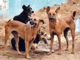 <p><strong><span style="color: rgb(224, 62, 45);" data-mce-style="color: rgb(224, 62, 45);">નર્મદા પરિક્રમામાં શ્વાનોનો કહેર:</span> તિલકવાડામાં એકસાથે 16 શ્રદ્ધાળુઓને બચકા ભરી લોહીલુહાણ કર્યા</strong></p>