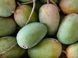 <p><strong><span style="color: rgb(224, 62, 45);" data-mce-style="color: rgb(224, 62, 45);">જૂનાગઢ યાર્ડમાં કેસર કેરીની પધરામણી:</span> આવક વધી પણ ભાવ ઘટતા ગીરના ખેડૂતો વ્યથિત </strong></p>