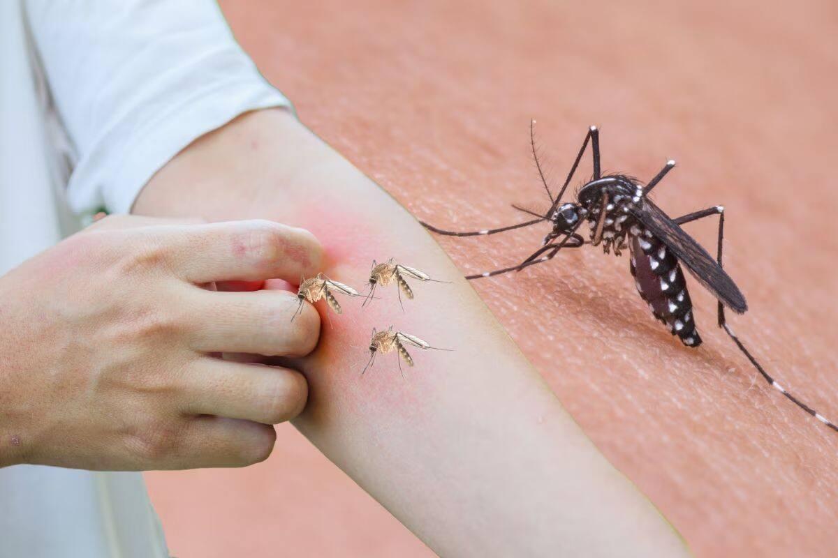 <p><span style="color: rgb(224, 62, 45);" data-mce-style="color: rgb(224, 62, 45);"><strong>શું તમને જ મચ્છરો વધુ કરડે છે?</strong></span> તો જાણી લો તમારું બ્લડ ગ્રુપ, વિજ્ઞાને આપ્યું છે આ કારણ!</p>