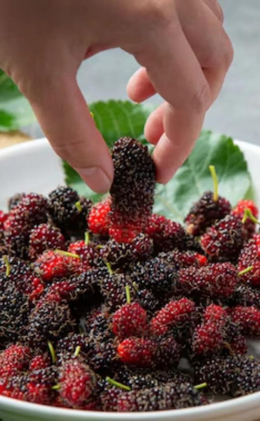 <p><span style="color: rgb(224, 62, 45);" data-mce-style="color: rgb(224, 62, 45);"><strong>ગરમીમાં લૂ અને ડિહાઈડ્રેશનથી બચાવશે શેતૂર....</strong></span>રોગપ્રતિકારક શક્તિ વધારવા માટે છે બેસ્ટ ઓપ્શન</p>