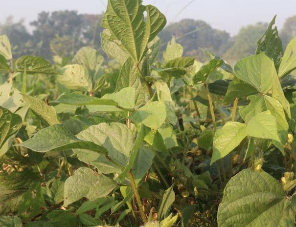 <p><span style="color: rgb(224, 62, 45);" data-mce-style="color: rgb(224, 62, 45);"><strong>શું તમારા અડદના પાકને જીવાત ગળી રહી છે? </strong></span>પાન પીળા પડે તે પહેલાં જ સાવધ થઈ જાવ</p>