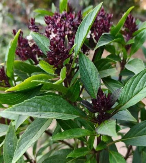 <p><span style="color: rgb(224, 62, 45);" data-mce-style="color: rgb(224, 62, 45);"><strong>મચ્છર ઊભી પૂંછડીએ ભાગશે! </strong></span>જાણો મચ્છર ભગાડતા આ છોડ વિશે....</p>