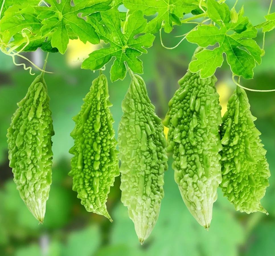 <p><span style="color: rgb(224, 62, 45);" data-mce-style="color: rgb(224, 62, 45);"><strong>કારેલાની ખેતીમાં કમાણીનો નવો મંત્ર....</strong></span>મંડપ પદ્ધતિ અને ગ્રીન હાઉસ ટેકનિકથી મેળવો બમણો નફો!</p>