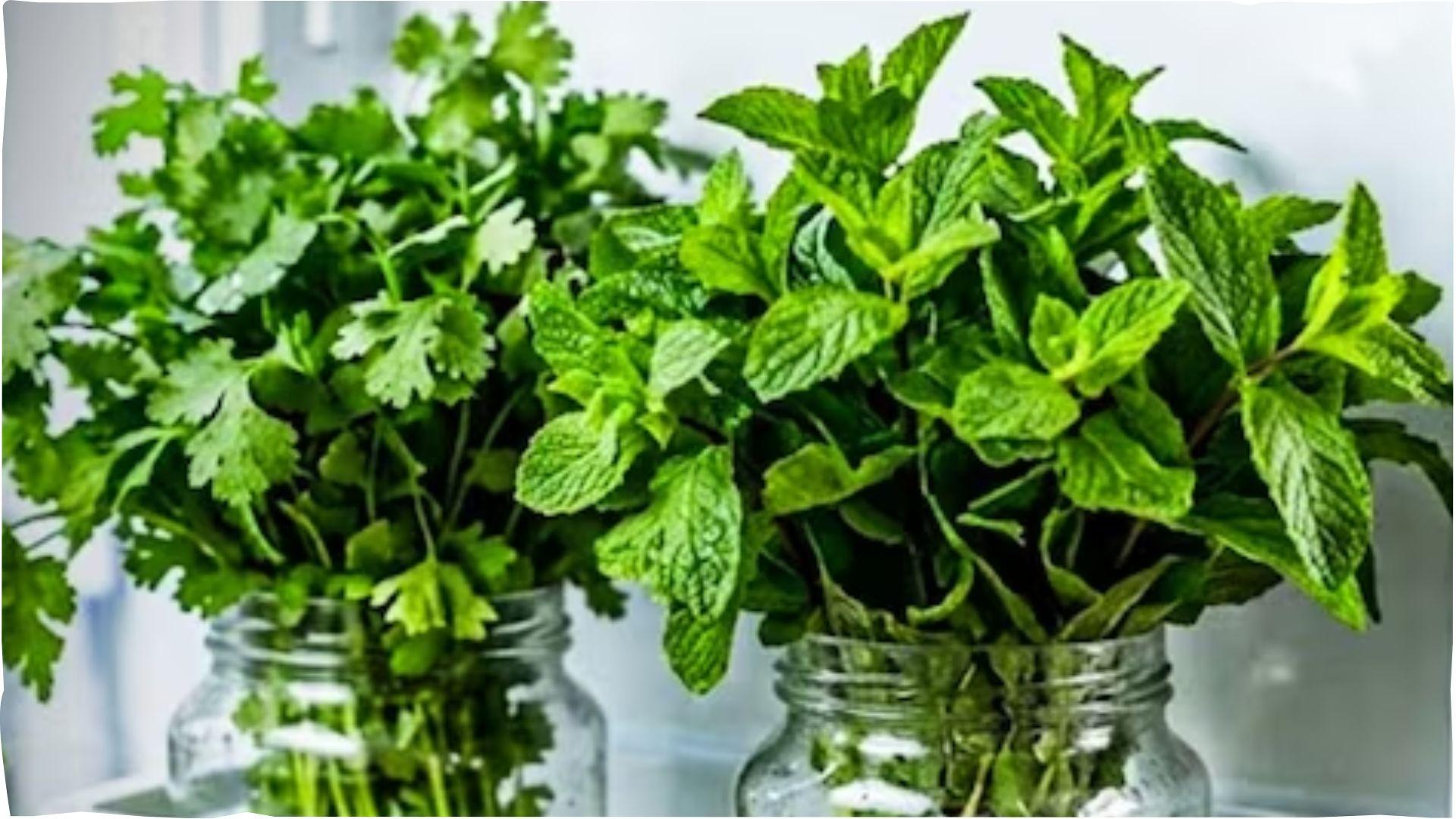 <p><span style="color: rgb(224, 62, 45);" data-mce-style="color: rgb(224, 62, 45);">ફ્રિજ વગર પણ હરા-ભરા રહેશે ધાણા અને ફૂદીના,</span> ફક્ત અપનાવો આ ટ્રિક્સ</p>