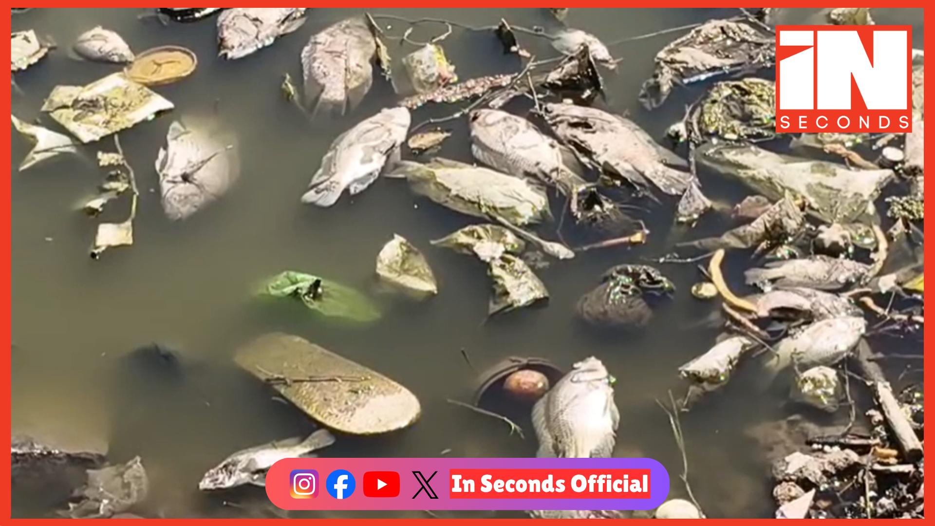 <p><strong><span style="color: rgb(224, 62, 45);" data-mce-style="color: rgb(224, 62, 45);">ભરૂચ: રતન તળાવમાં માછલીઓના સામૂહિક મોત, </span>તંત્રની બેદરકારી સામે સ્થાનિકોમાં આક્રોશ, કેમિકલ કે ઝેર ભેળવ્યાની આશંકા</strong></p>