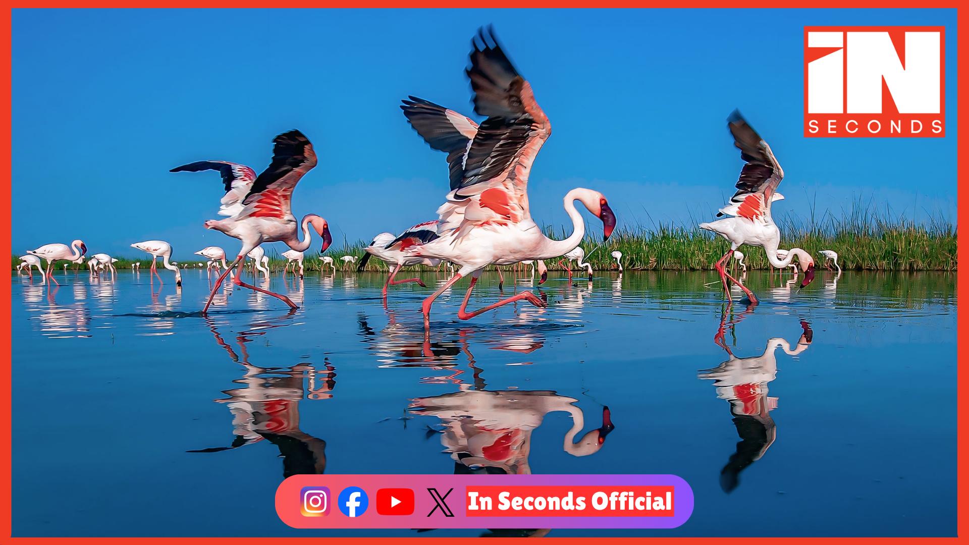 <p><strong><span style="color: rgb(224, 62, 45);" data-mce-style="color: rgb(224, 62, 45);">કચ્છનું સફેદ રણ બન્યું ‘પિંક પેરાડાઈઝ’:</span> ‘રોડ ટુ હેવન’ પર હજારો સુરખાબના આગમનથી અદભૂત નજારો</strong></p>