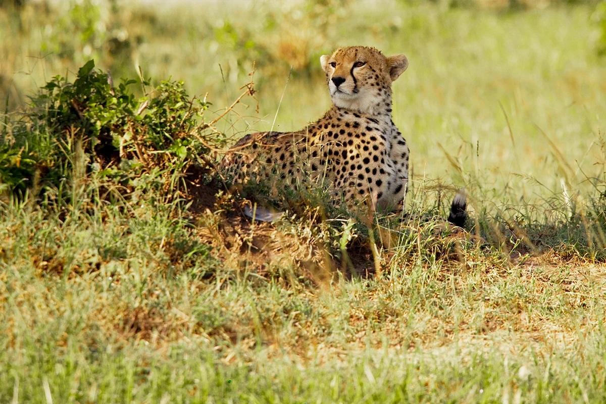 <p><span style="color: rgb(224, 62, 45);" data-mce-style="color: rgb(224, 62, 45);"><strong>ભારત બન્યું ચિત્તાઓનું નવું ગઢ </strong></span>: ચિત્તાઓની સંખ્યા 50ને પાર, 30થી વધુનો જન્મ ભારતમાં જ થયો...</p>