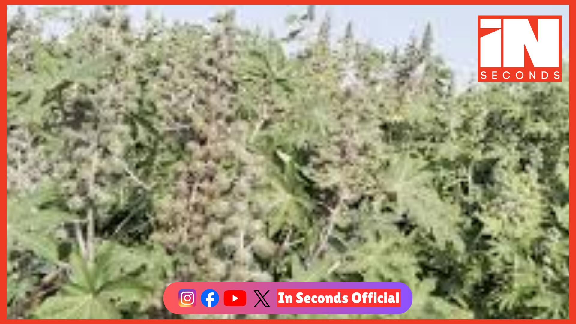 <p><strong><span style="color: rgb(224, 62, 45);" data-mce-style="color: rgb(224, 62, 45);">ગાંધીનગરના માણસામાં વાવાઝોડા સાથે વરસાદથી તારાજી:</span> APMCમાં એરંડાનો પાક ધોવાયો, 4 ઇજાગ્રસ્ત અને 7 પશુઓના કરુણ મોત</strong></p>