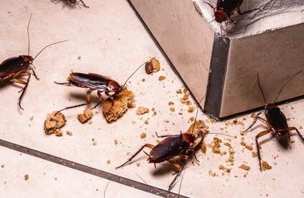 <p><span style="color: rgb(224, 62, 45);" data-mce-style="color: rgb(224, 62, 45);"><strong>શું તમારા રસોડામાં પણ વંદાએ અડ્ડો જમાવ્યો છે?</strong></span> આ સરળ ટિપ્સથી તમારા ઘરને બનાવો 'કોકરોચ ફ્રી'</p>