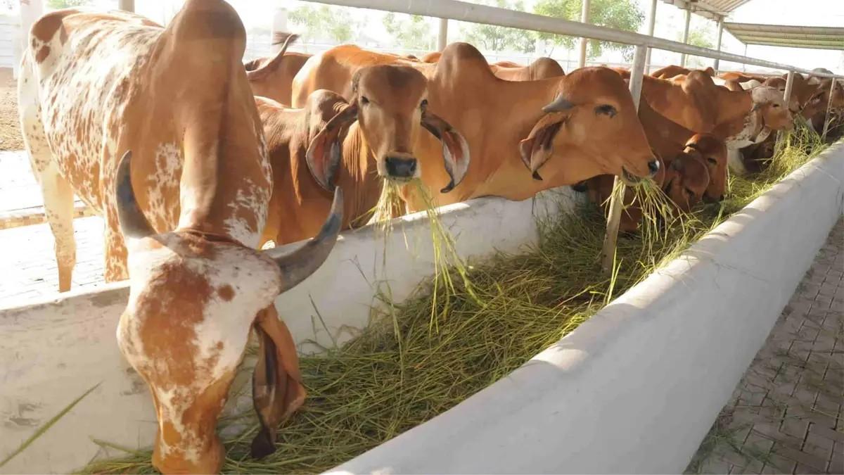 <p><span style="color: rgb(224, 62, 45);" data-mce-style="color: rgb(224, 62, 45);"><strong>અનંત અંબાણીના 31મા જન્મદિને </strong></span>રાજકોટની ગૌશાળાઓમાં ભક્તિમય માહોલ, ગૌમાતાને વિવિધ વાનગીઓ પીરસાઈ</p>