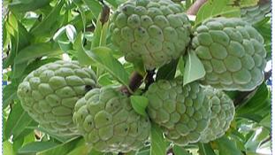 <p><span style="color: rgb(224, 62, 45);" data-mce-style="color: rgb(224, 62, 45);"><strong>સીતાફળના વાવેતર માટે</strong></span> એપ્રિલ-મે મહિના છે શ્રેષ્ઠ, આ રહી સંપૂર્ણ ટિપ્સ</p>